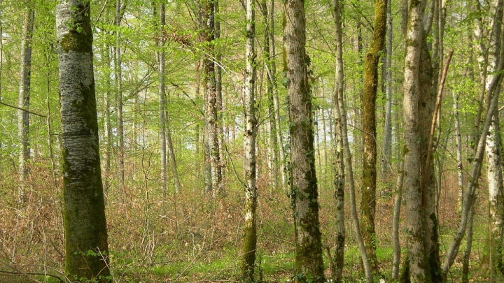 Nicolet souhaite acquérir une bande boisée au Faubourg du ruisseau