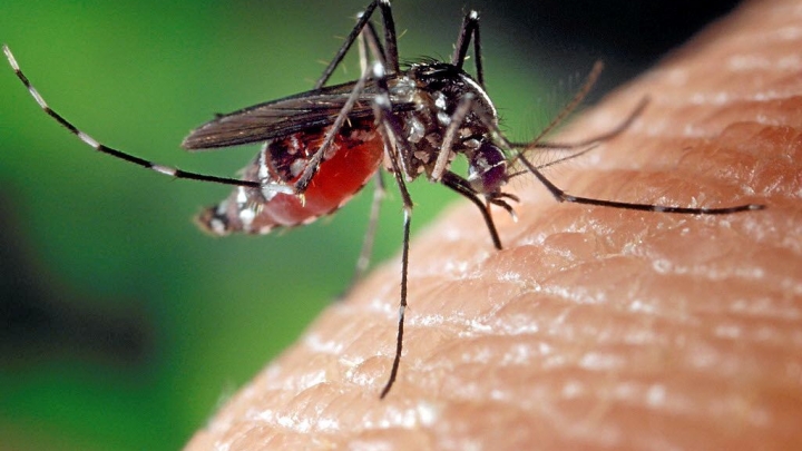 Sondage insectes piqueurs: Donnez-nous votre opinion