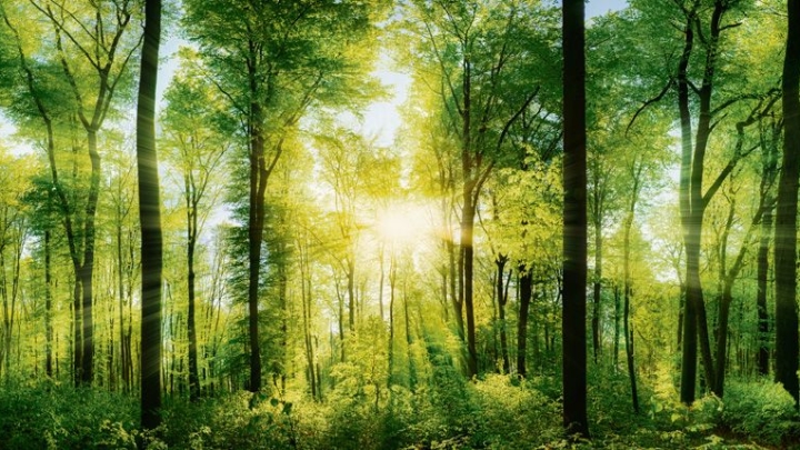  Les phases 3 et 4 du Faubourg du ruisseau de Nicolet : un développement en harmonie avec la nature