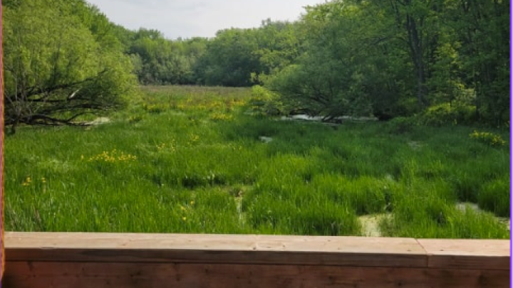 Nicolet lance un projet novateur pour lutter contre les plantes exotiques envahissantes
