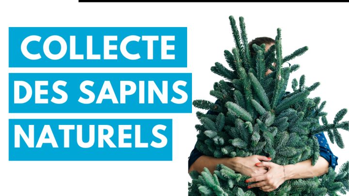 Collecte des sapins naturels - 2024