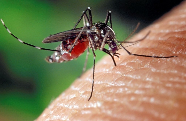 Sondage insectes piqueurs: Donnez-nous votre opinion