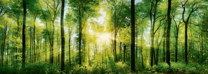  Les phases 3 et 4 du Faubourg du ruisseau de Nicolet : un développement en harmonie avec la nature