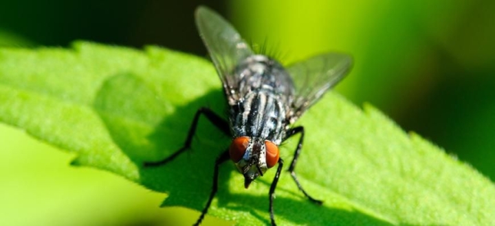 Nicolet applique un principe de précaution et conserve uniquement son volet mouches noires pour le contrôle biologique au BTI