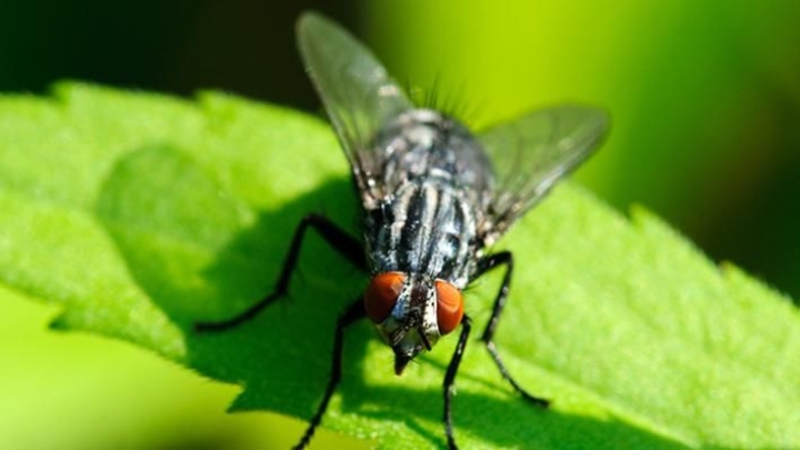 Nicolet applique un principe de précaution et conserve uniquement son volet mouches noires pour le contrôle biologique au BTI
